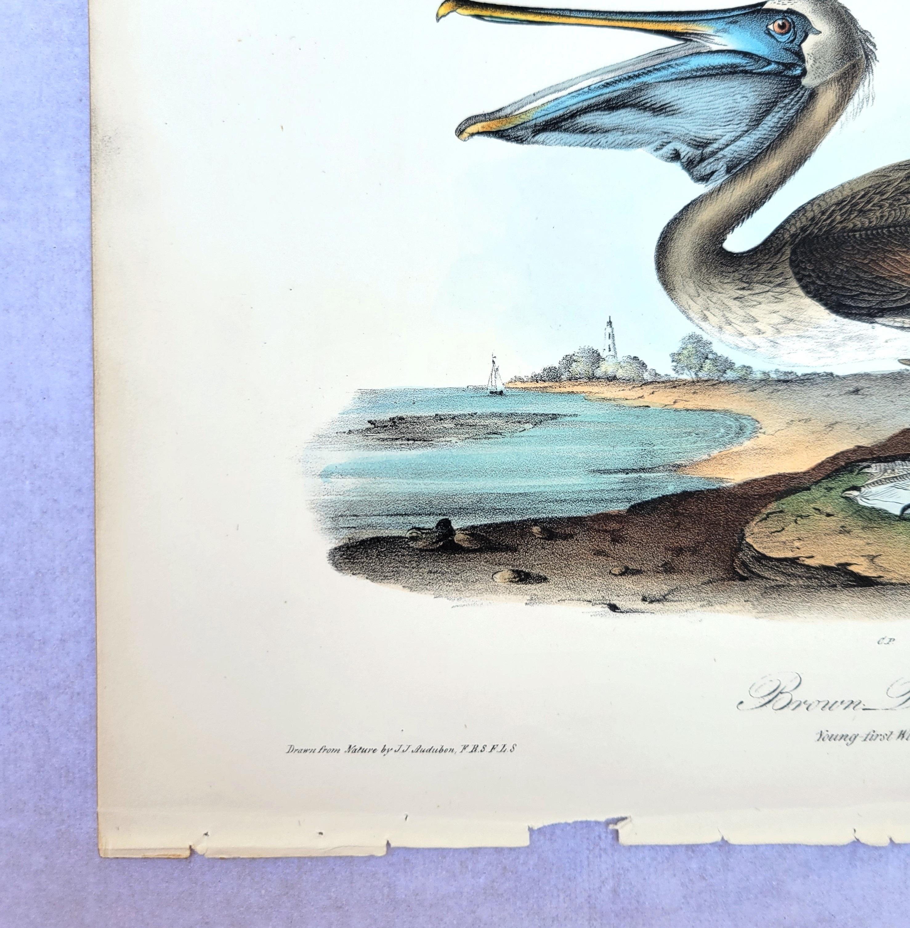 Pelícano pardo /// John James Audubon Nueva Orleans Ornitología Animal Pájaro Arte en venta 3