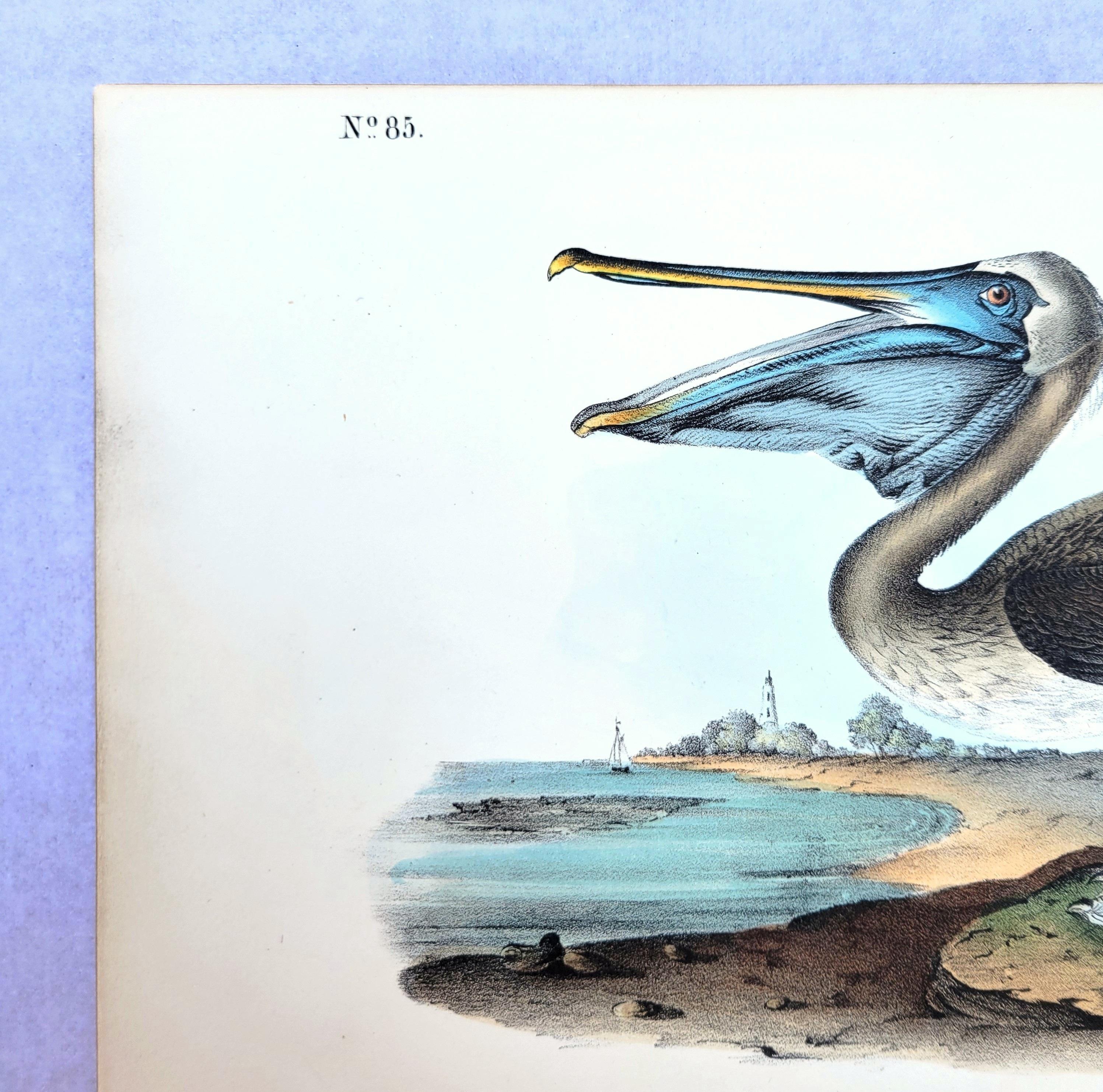 Pelícano pardo /// John James Audubon Nueva Orleans Ornitología Animal Pájaro Arte en venta 4