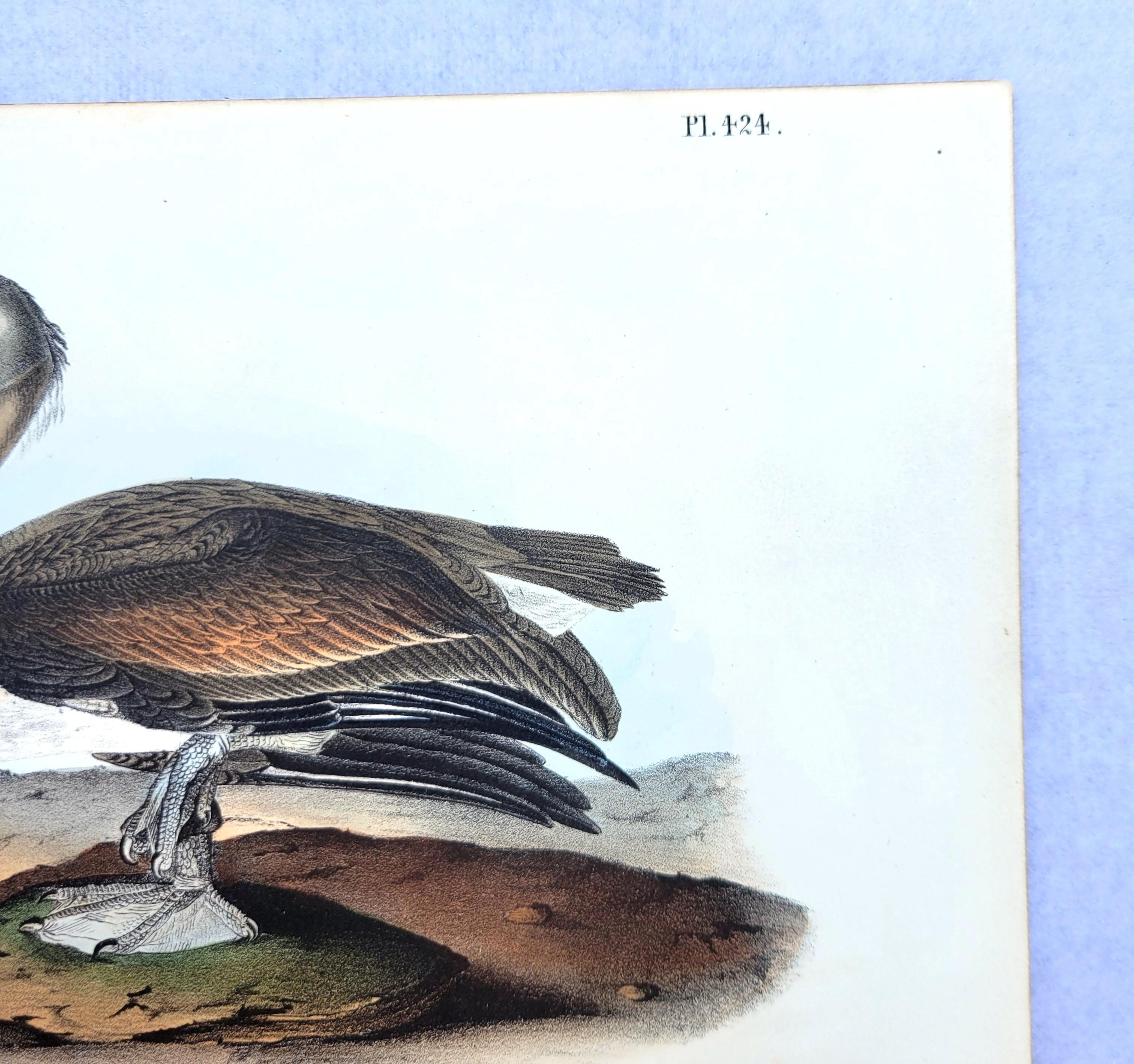 Pelícano pardo /// John James Audubon Nueva Orleans Ornitología Animal Pájaro Arte en venta 5