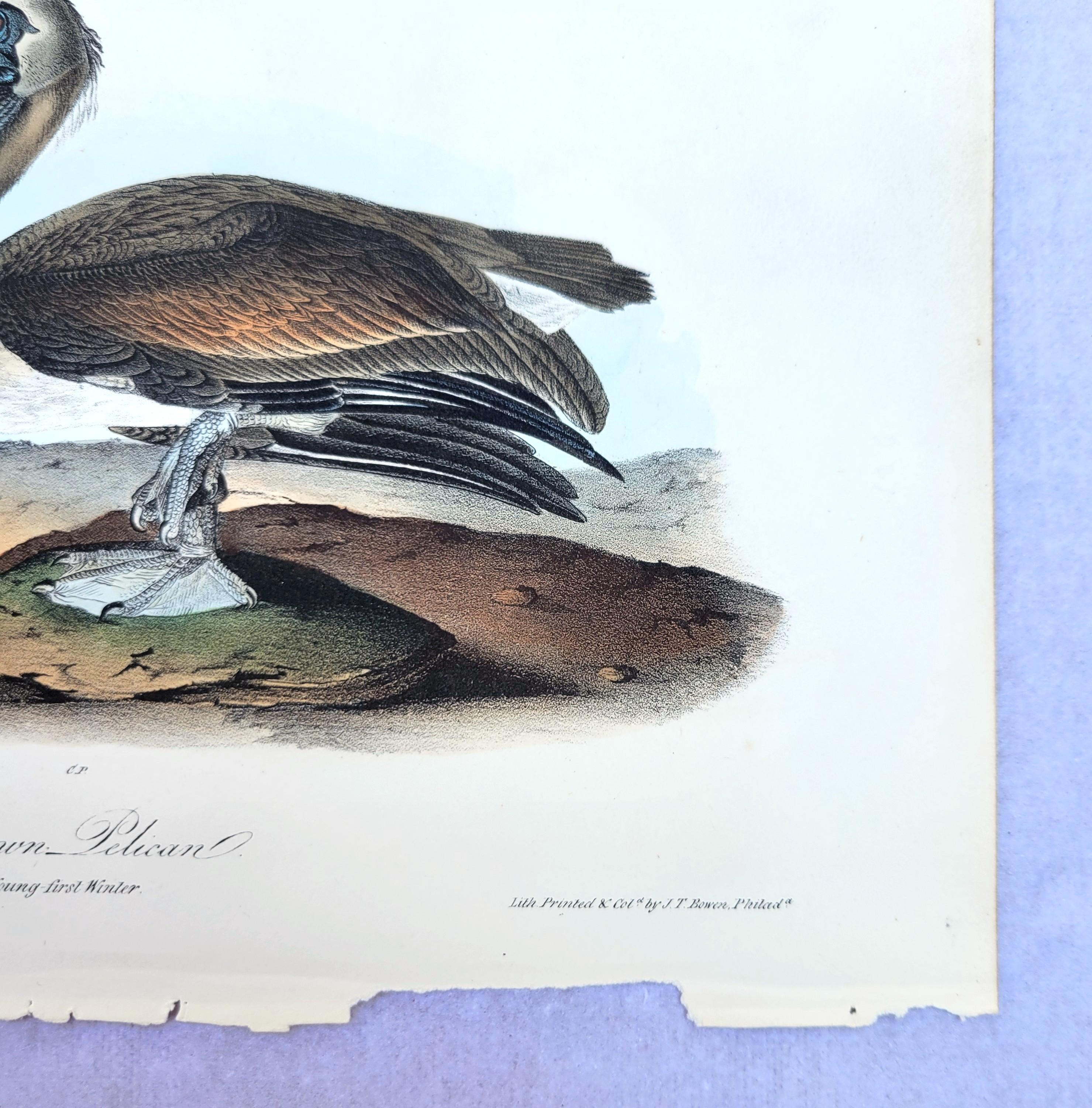 Pelícano pardo /// John James Audubon Nueva Orleans Ornitología Animal Pájaro Arte en venta 6