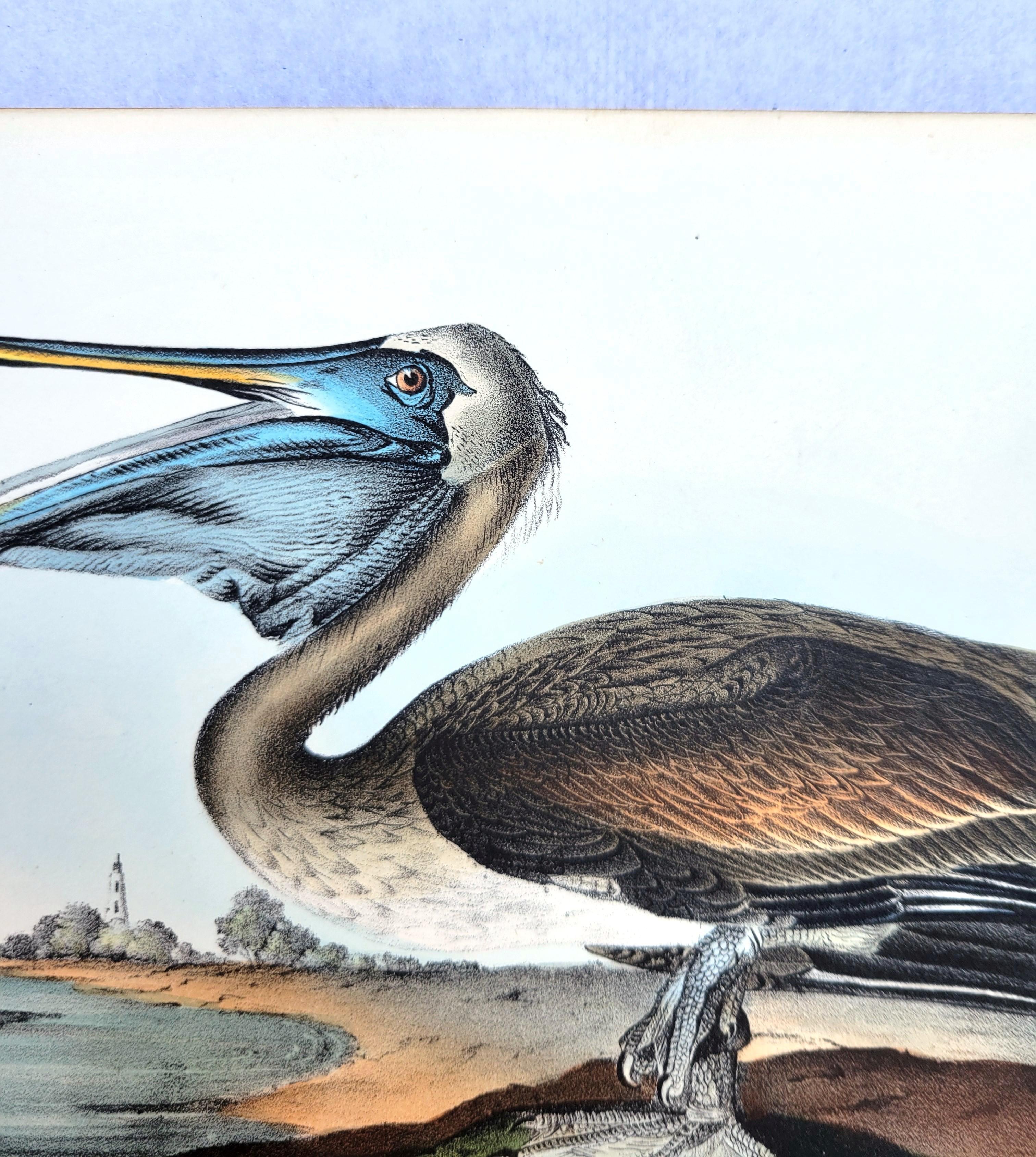 Pelícano pardo /// John James Audubon Nueva Orleans Ornitología Animal Pájaro Arte en venta 7