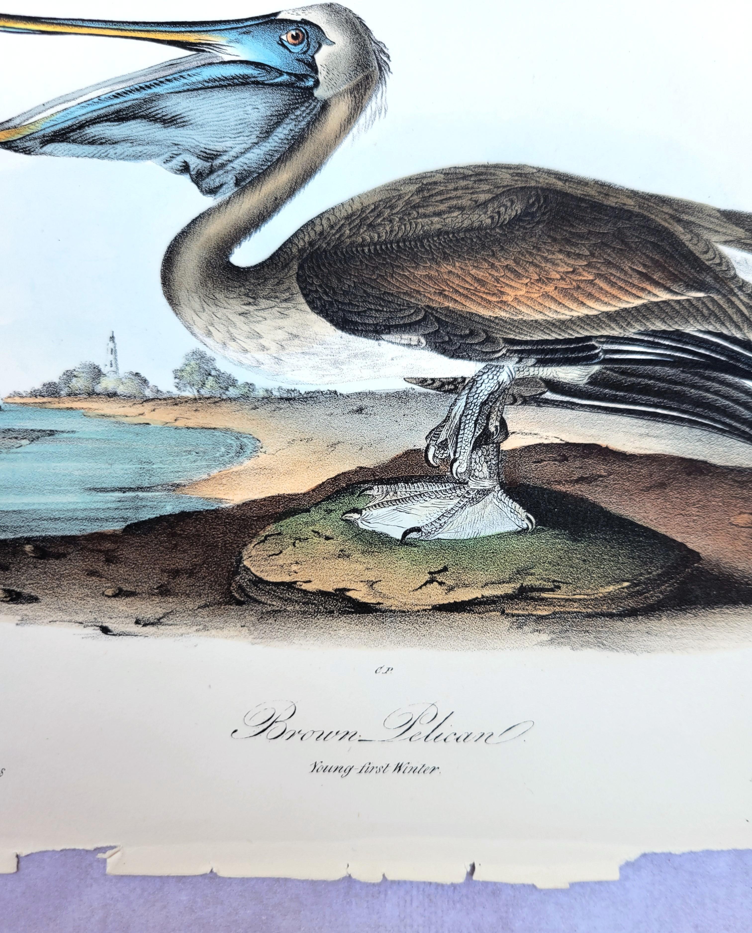 Pelícano pardo /// John James Audubon Nueva Orleans Ornitología Animal Pájaro Arte en venta 8