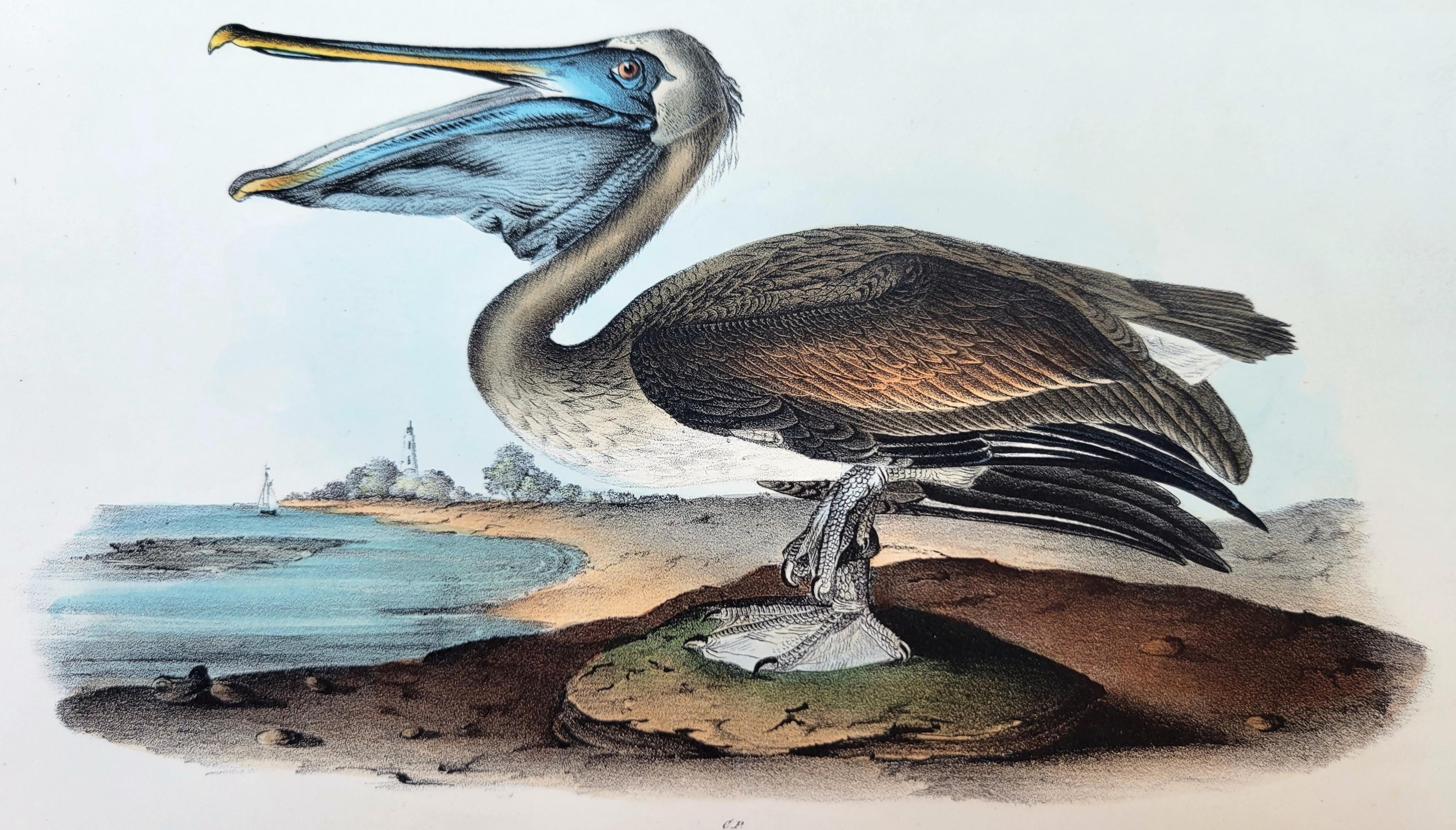 Artista: John James Audubon (estadounidense, 1785-1851)
Título: "Pelícano pardo" (Lámina 424, nº 85)
Cartera: Las Aves de América, Primera Edición Real Octavo
Año: 1840-1844
Medio: Litografía original coloreada a mano sobre papel tejido
Edición