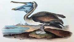 Stampe di animali in litografia