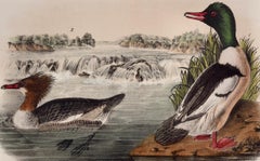 Buff-breasted Merganser: Original 19th C. Audubon Hand-colored Bird Lithograph