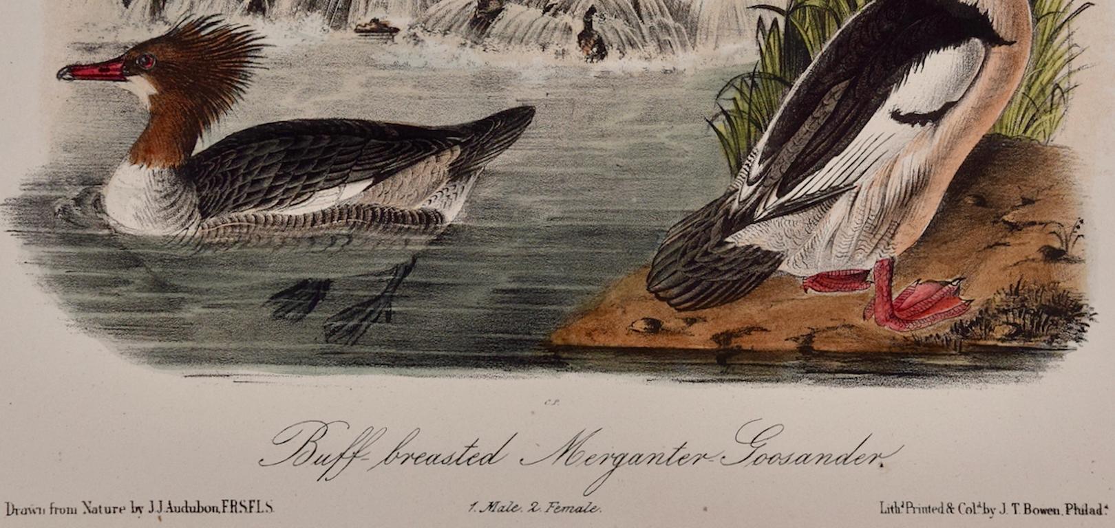 Buff-breasted Merganser: Original 19th C. Audubon Hand-colored Bird Lithograph - Naturalistic Print by John James Audubon