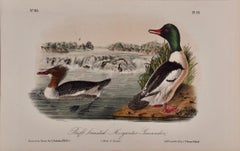 Buff-breasted Merganser: Originale handkolorierte Vogellithographie von Audubon aus dem 19. Jahrhundert