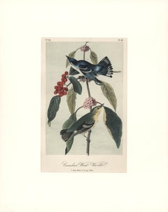 Caerulean Wood - Warbler