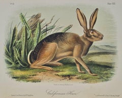 "Californian Hare": An Original Audubon Hand-colored Quadruped Lithograph
