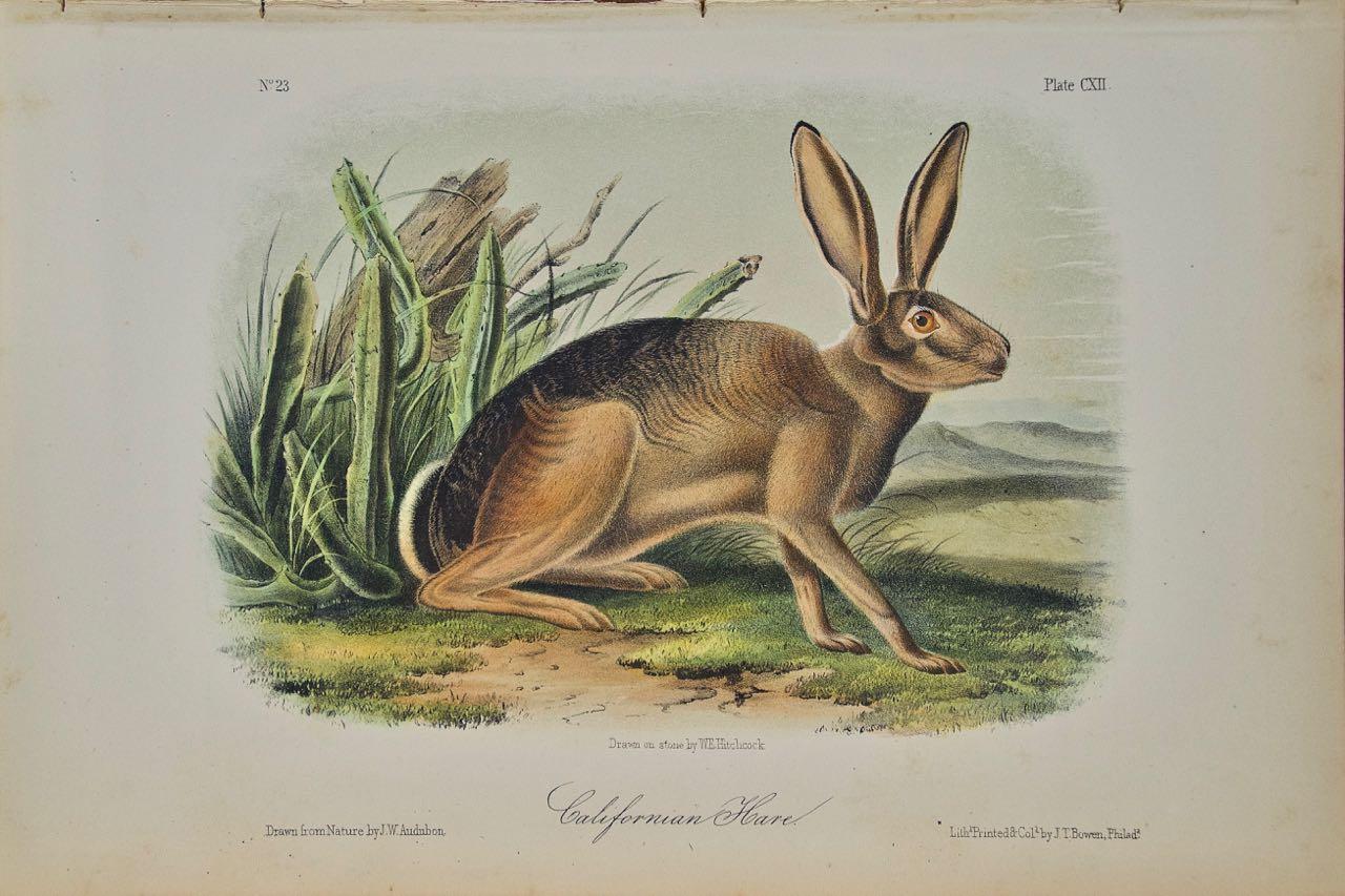 John James Audubon Landscape Print - "Californian Hare": An Original Audubon Hand-colored Quadruped Lithograph 