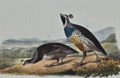 "Californian Partridge", Hand Colored Lithograph, J.T. Bowen Edition