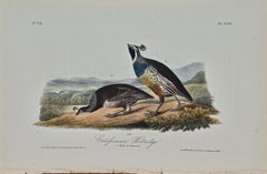 "Californian Partridge", Hand Colored Lithograph, J.T. Bowen Edition