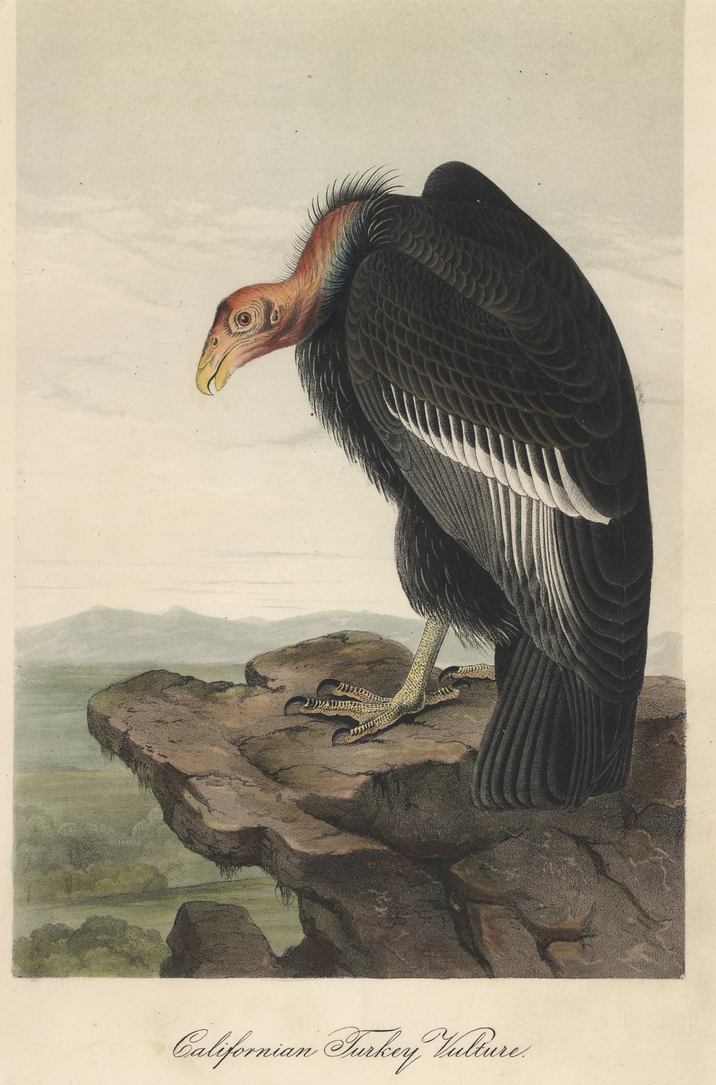 Californian Turkey Vulture - Print by John James Audubon