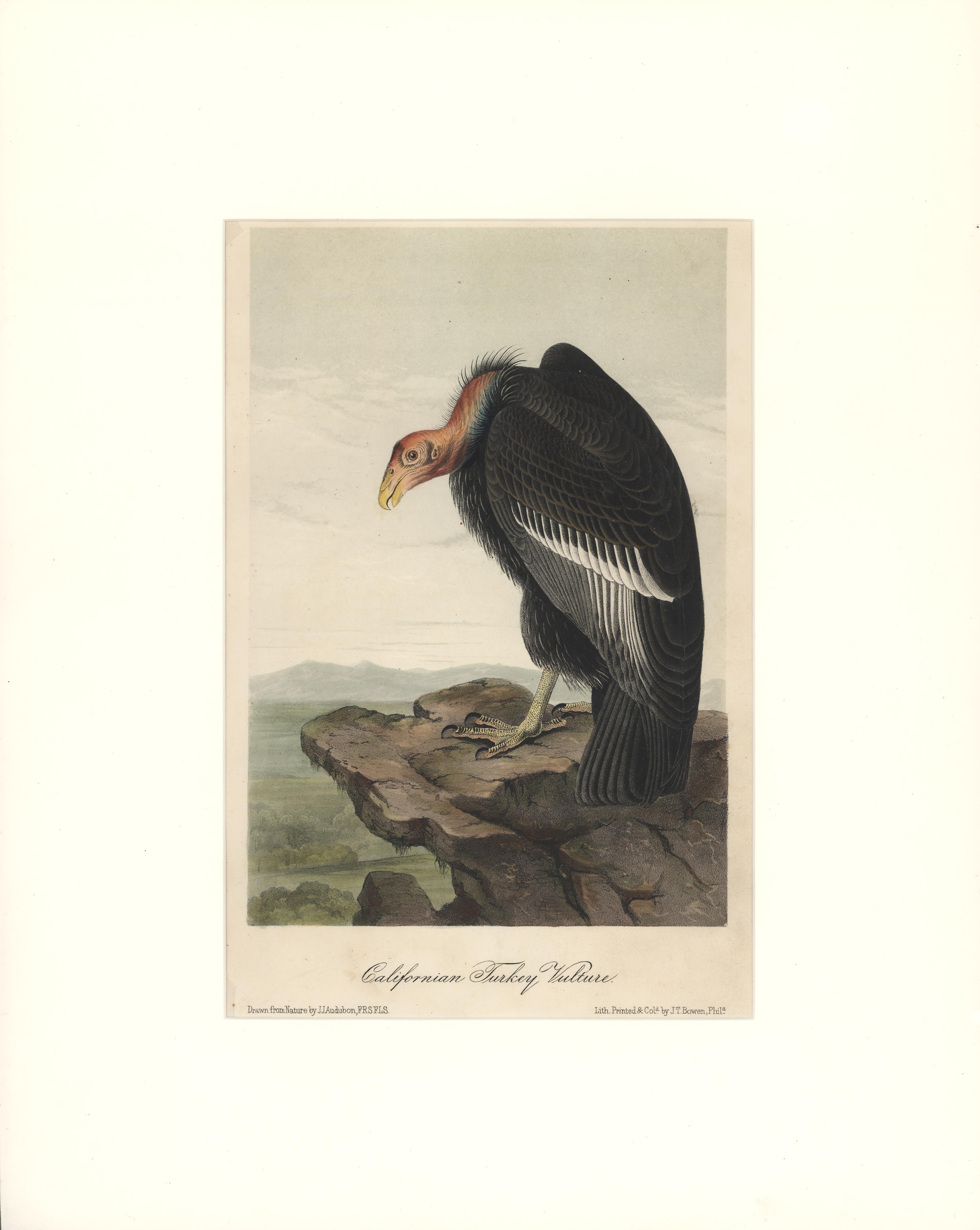 John James Audubon Animal Print - Californian Turkey Vulture