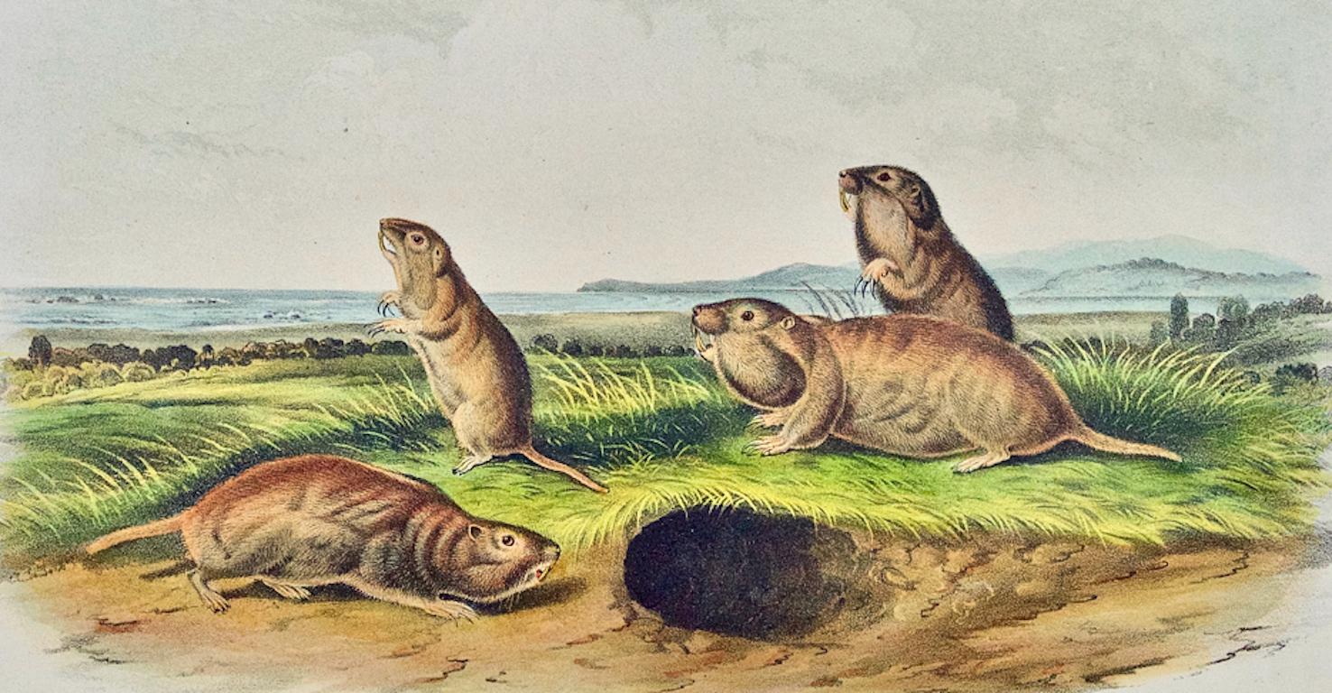 Camas Rat (Gopher): An Original 19th Century Hand-colored Lithograph by Audubon - Print by John James Audubon