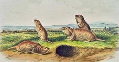 Camas Ratte (Gopher): Eine original handkolorierte Lithographie von Audubon aus dem 19.