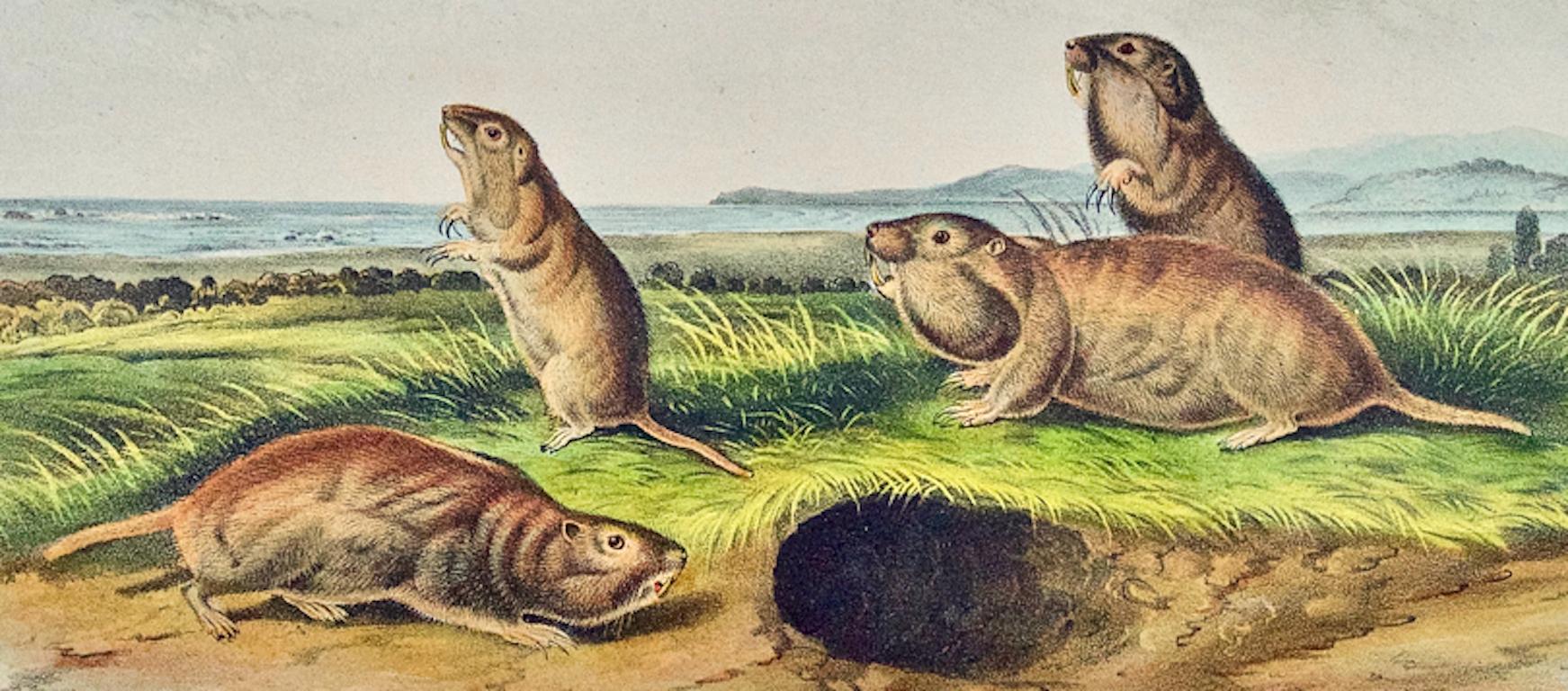 Camas Rat (Gopher): An Original 19th Century Hand-colored Lithograph by Audubon - Naturalistic Print by John James Audubon
