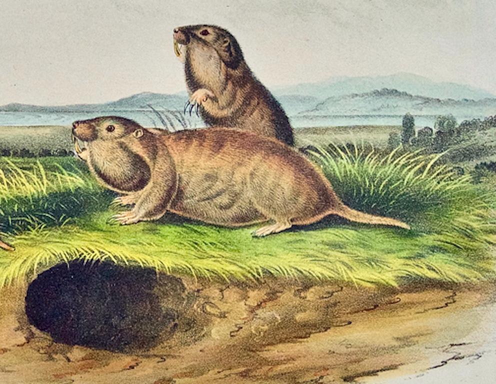 Camas Rat (Gopher): An Original 19th Century Hand-colored Lithograph by Audubon - Beige Animal Print by John James Audubon