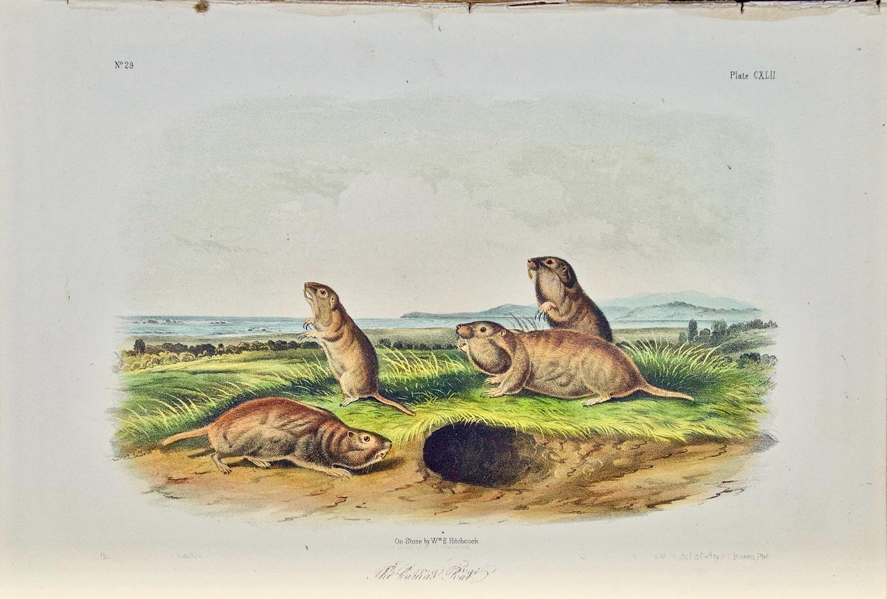 John James Audubon Animal Print - Camas Rat (Gopher): An Original 19th Century Hand-colored Lithograph by Audubon