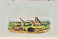 Camas Rat (Gopher): An Original 19th Century Hand-colored Lithograph by Audubon