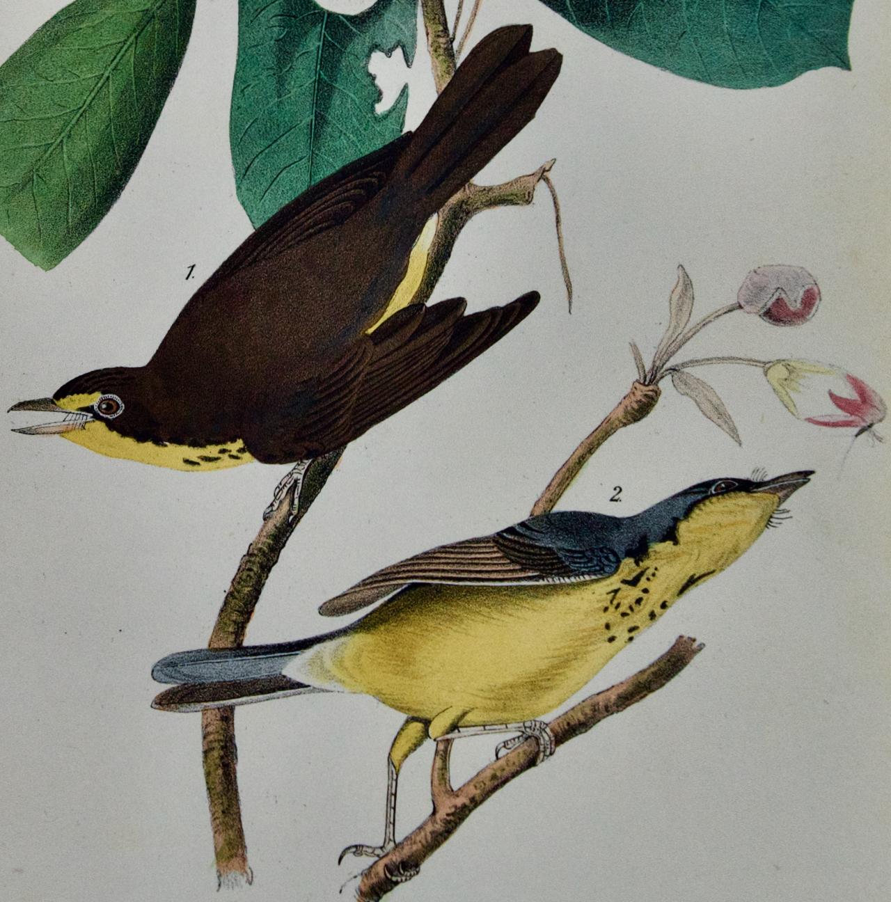 Canada Flycatcher: A First Octavo Edition Audubon Hand-colored Lithograph  - Gray Animal Print by John James Audubon