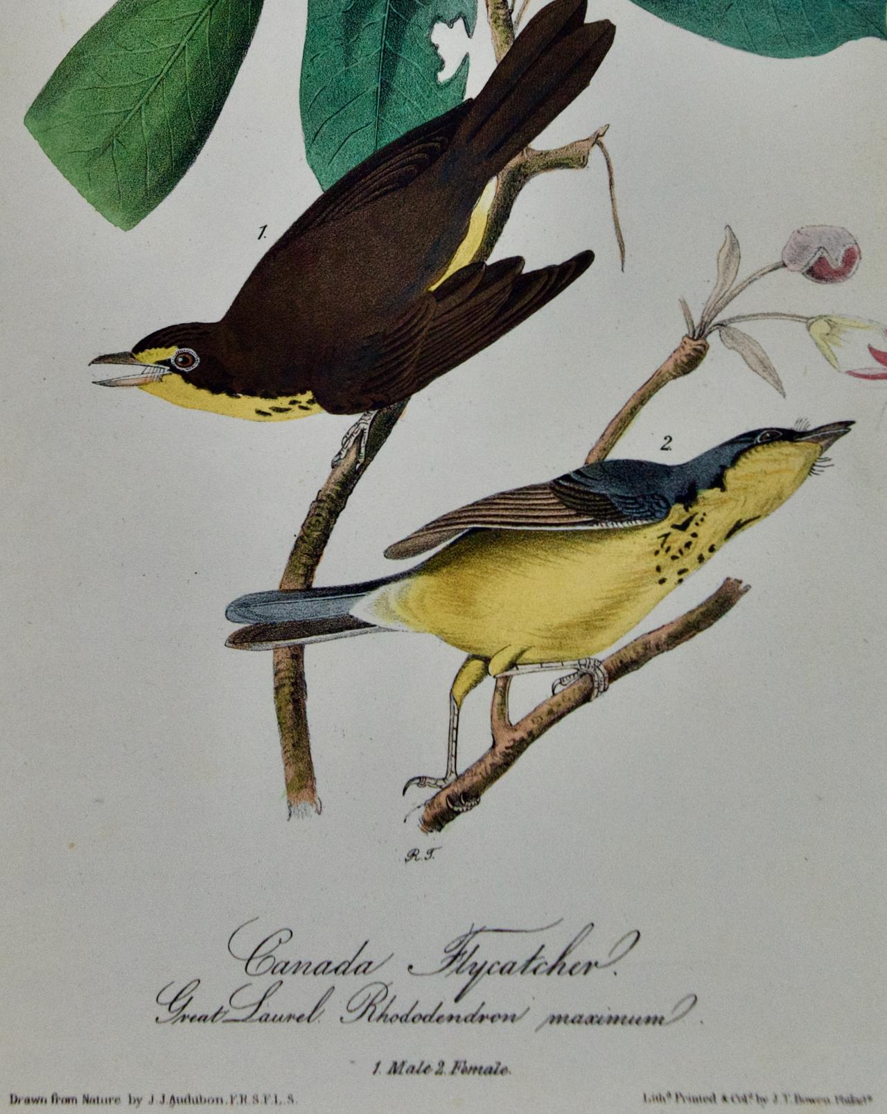 This is an original John James Audubon hand-colored royal first octavo edition lithograph entitled 