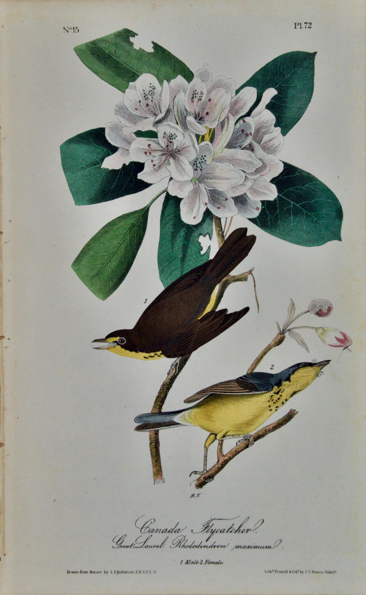 John James Audubon Animal Print - Canada Flycatcher: A First Octavo Edition Audubon Hand-colored Lithograph 