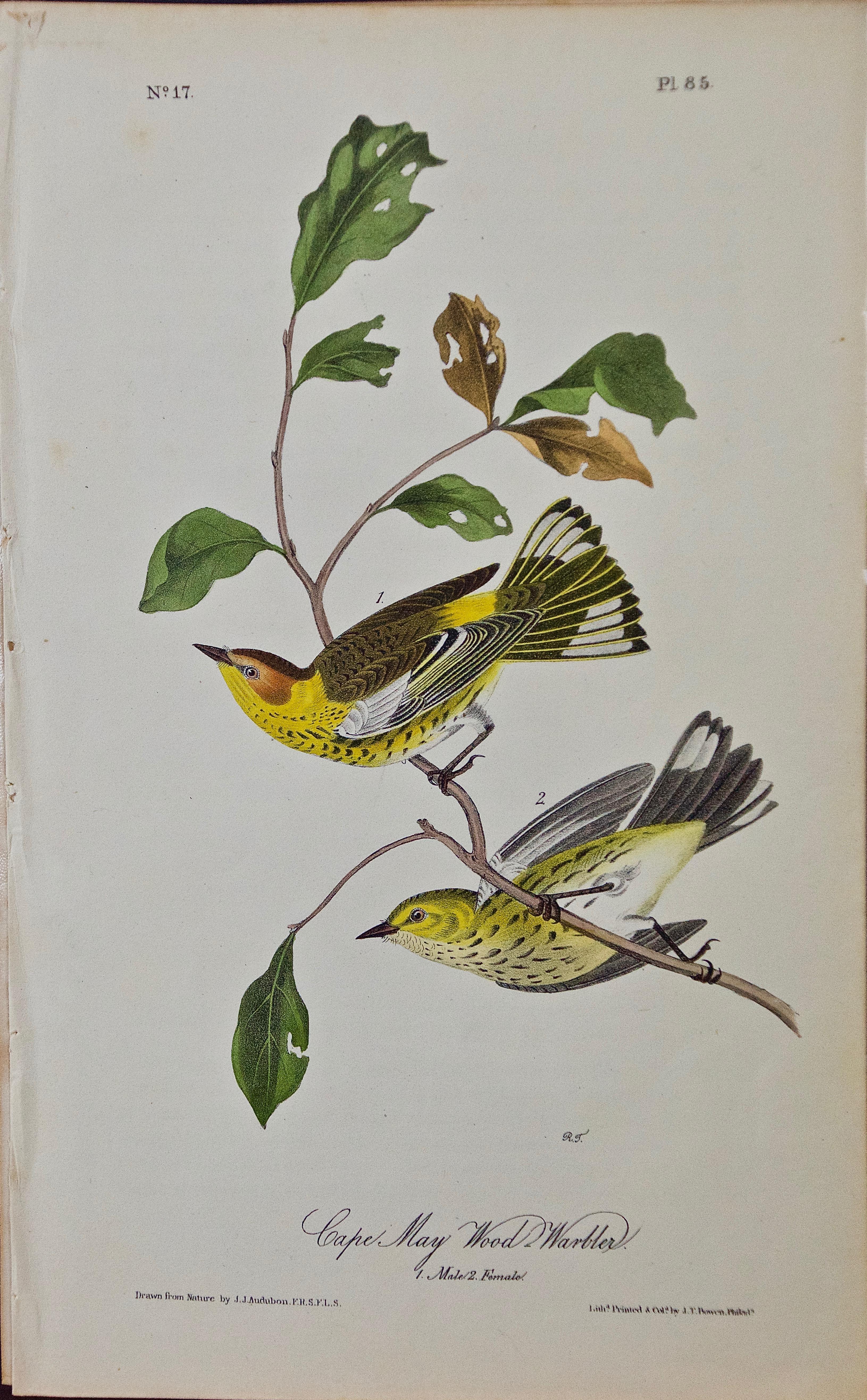 John James Audubon Animal Print - "Cape May Wood Warbler": Original First Edition Audubon Hand-colored Lithograph 