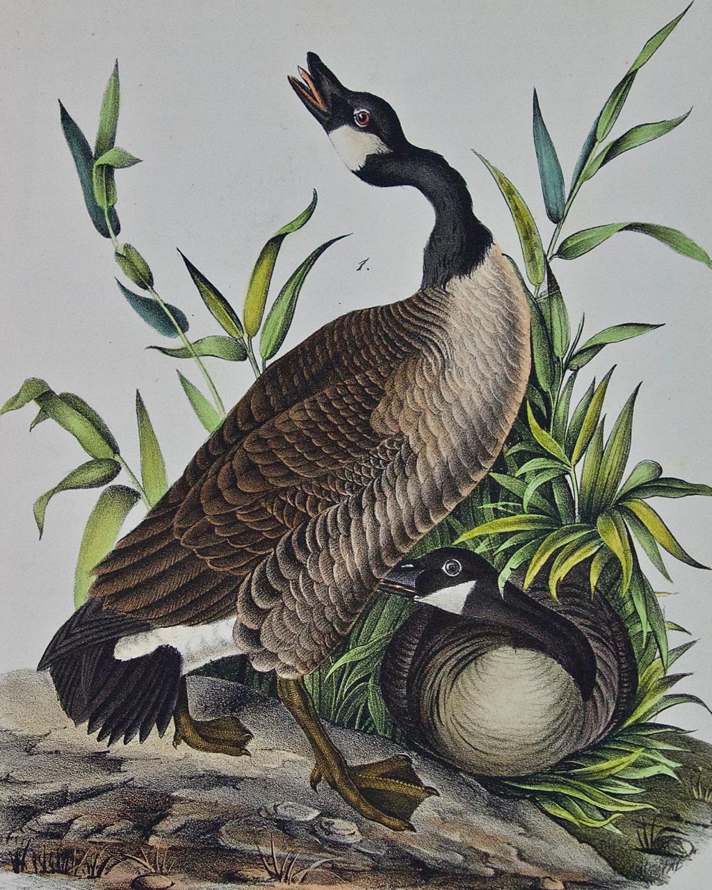 Canada Goose: an Original 1st Edition Hand Colored Audubon Bird Lithograph - Print by John James Audubon
