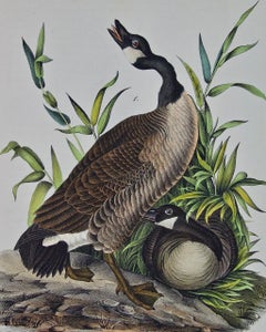 Canada Goose: an Original 1st Edition Hand Colored Audubon Bird Lithograph