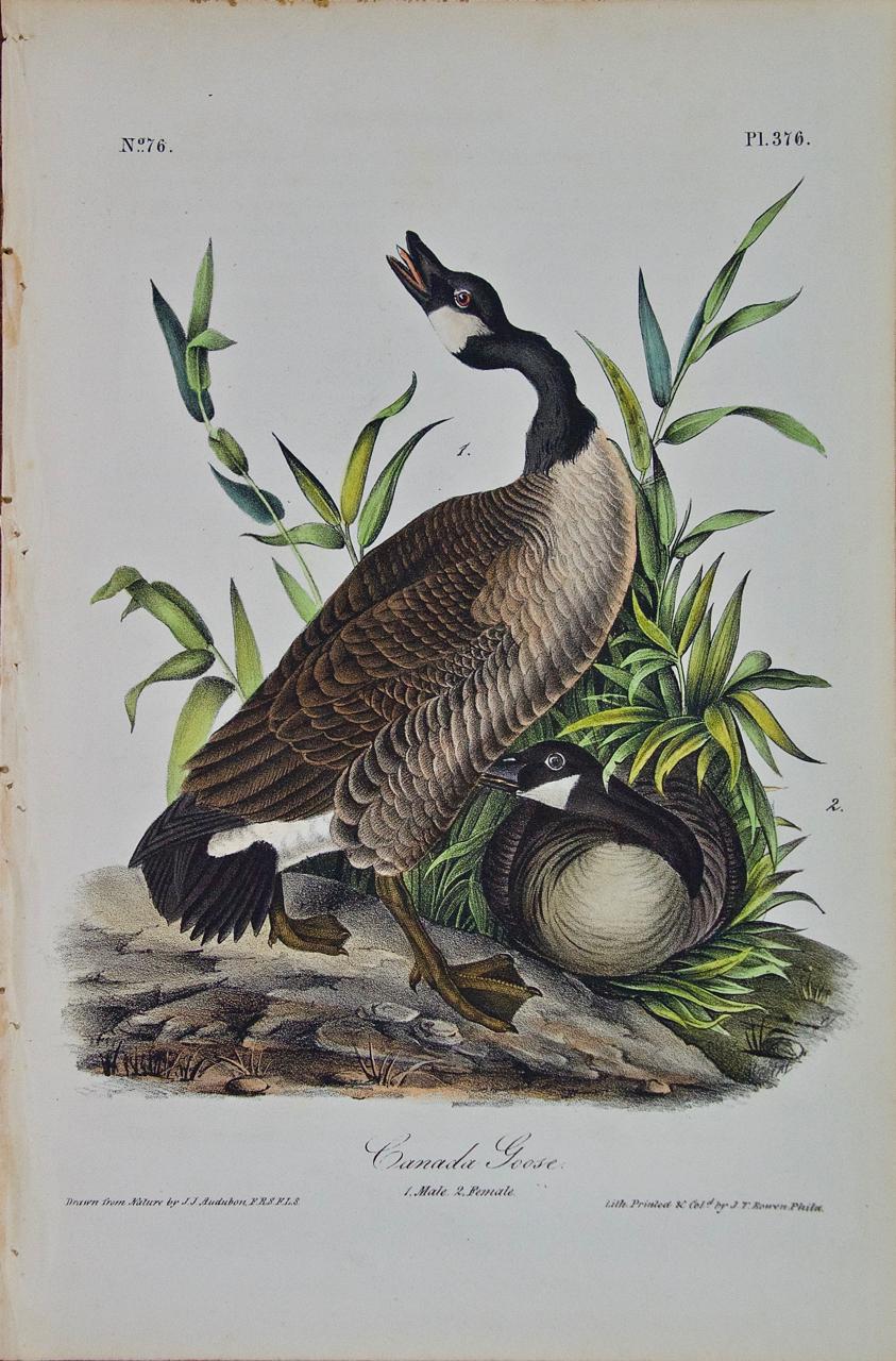John James Audubon Animal Print - Canada Goose: an Original 1st Edition Hand Colored Audubon Bird Lithograph