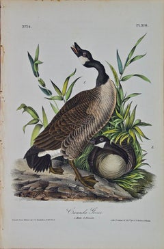 Canada Goose: an Original 1st Edition Hand Colored Audubon Bird Lithograph