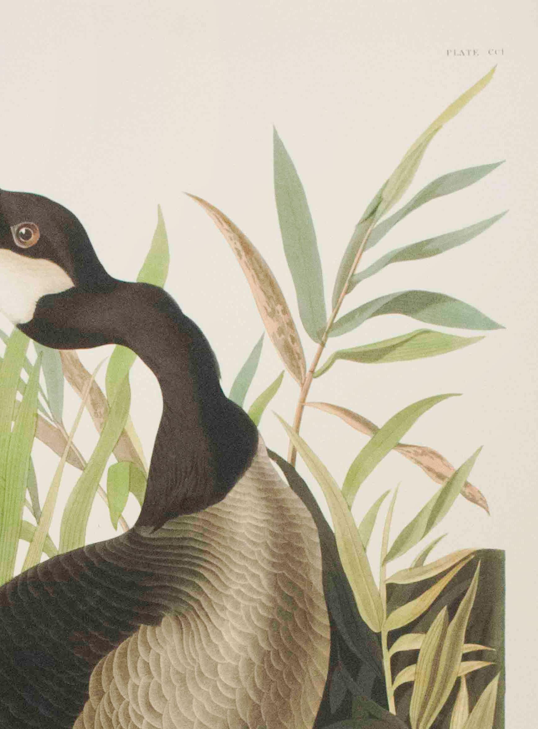 Canada Goose, Édition Pl. 201 - Naturalisme Print par After John James Audubon