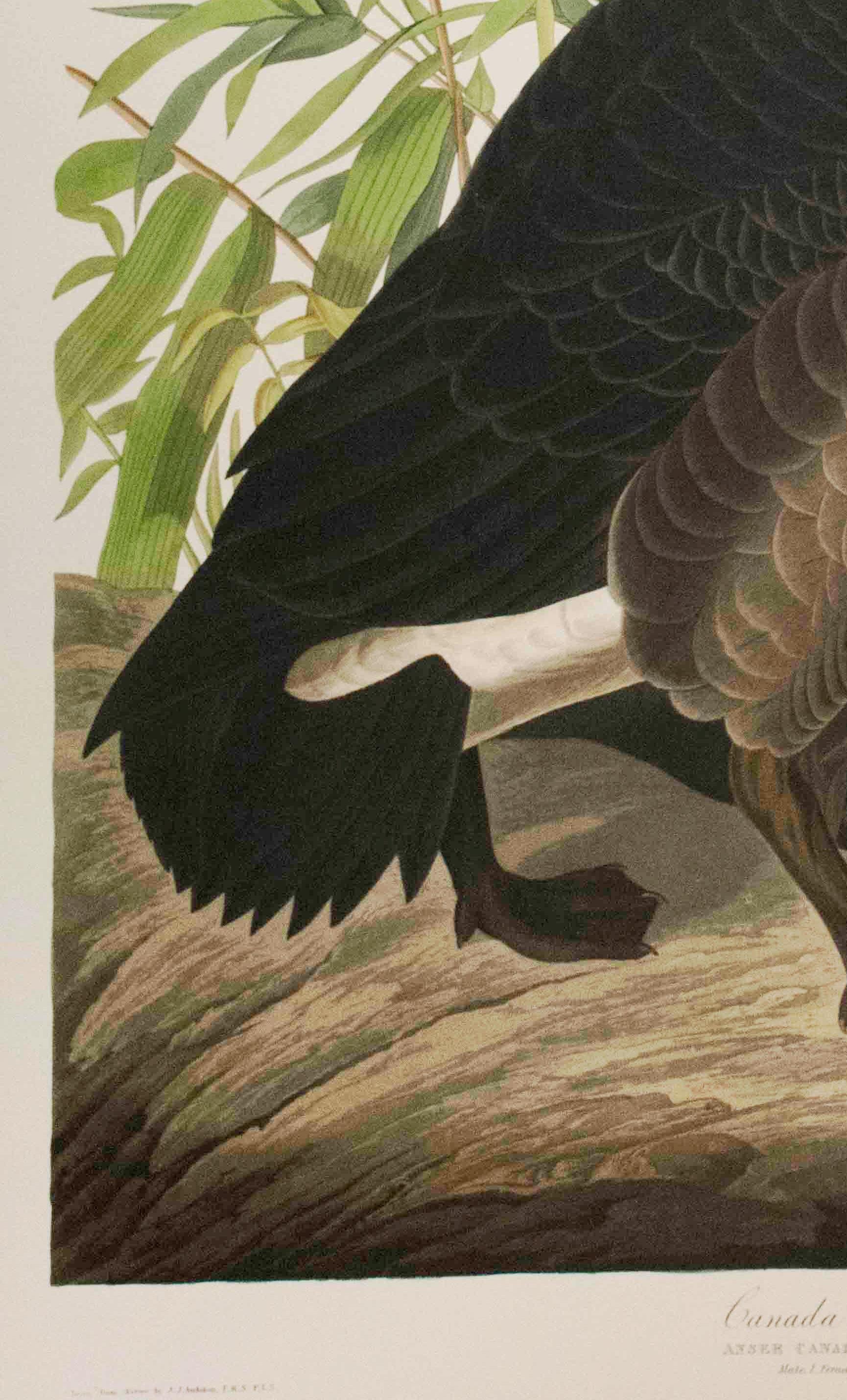 Canada Goose, Édition Pl. 201 - Beige Print par After John James Audubon
