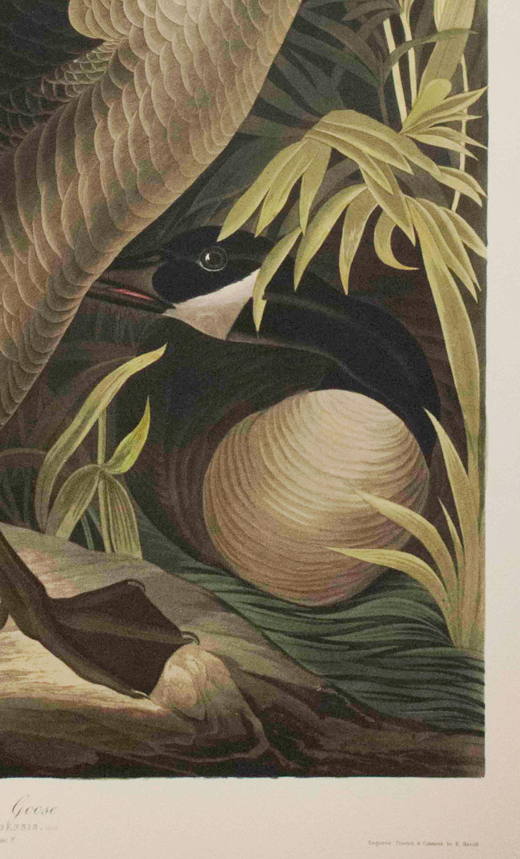 Cette pièce est une lithographie tirée d'un portfolio des cinquante meilleures aquarelles d'Audubon publié par Joel Oppenheimer et le Field Museum en 1999. Cette collection comprend cinquante des meilleures aquarelles d'oiseaux de John James Audubon