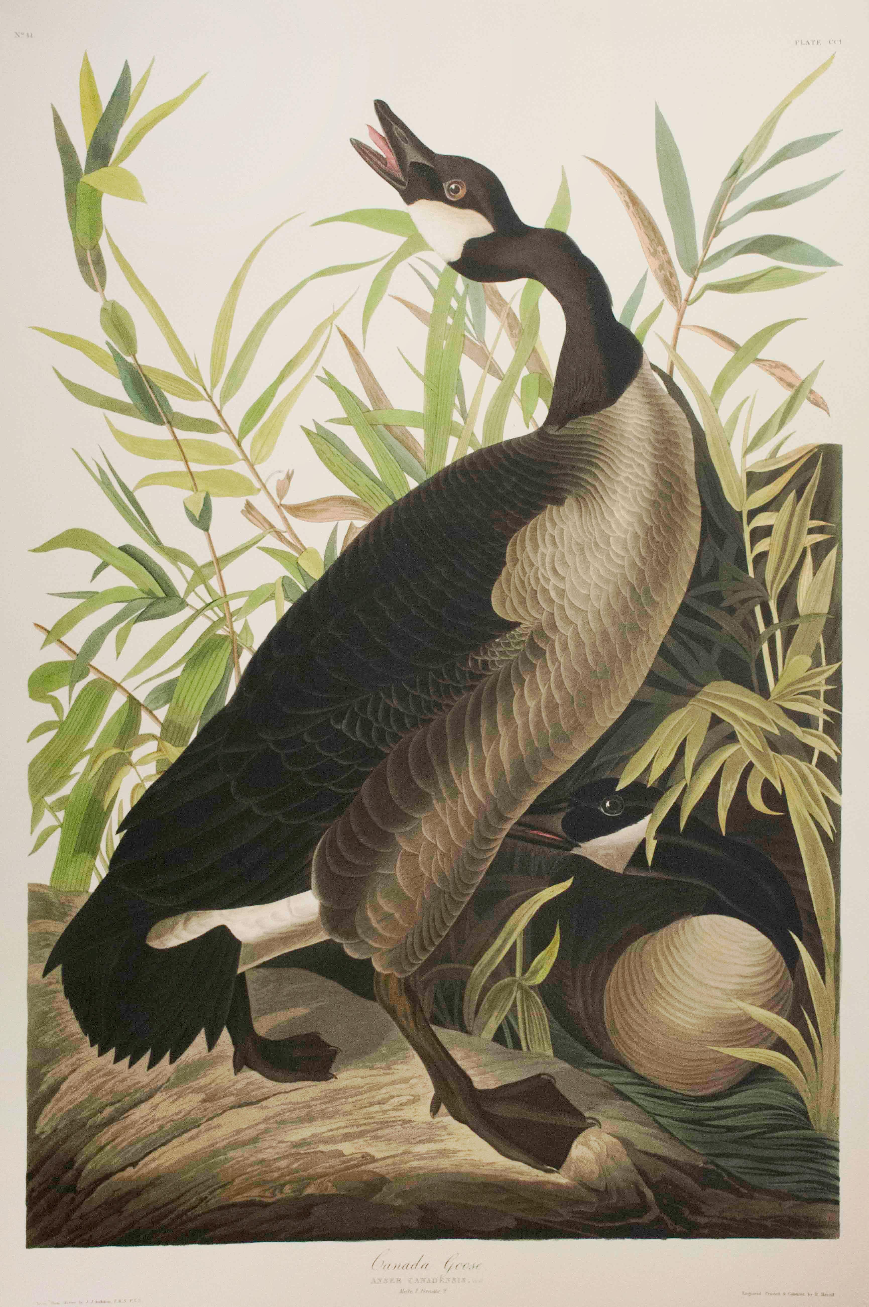 After John James Audubon Print - Canada Goose, Edition Pl. 201