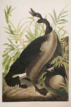 Canada Goose, Edition Pl. 201