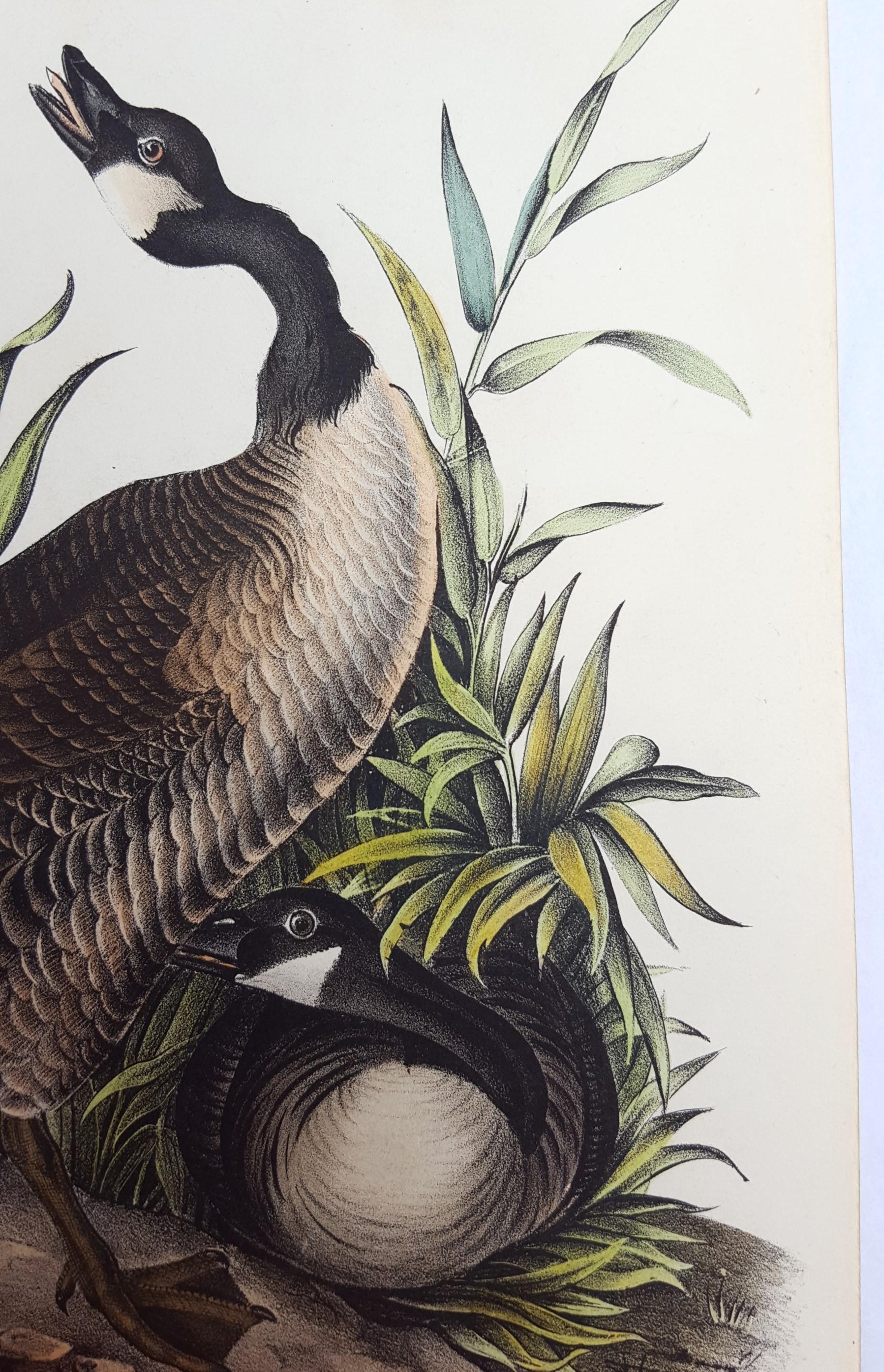 Canada Goose 5