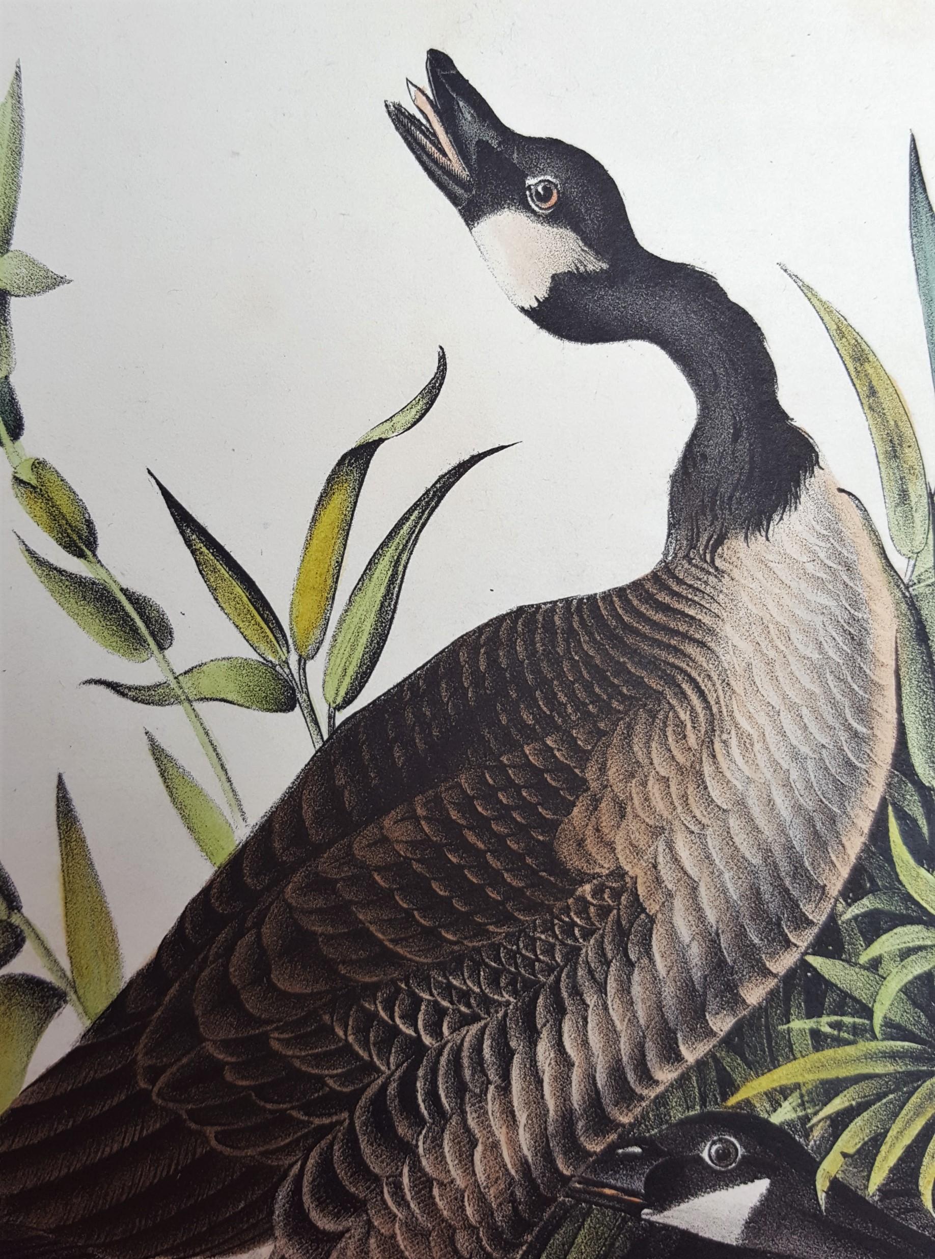 Canada Goose 6