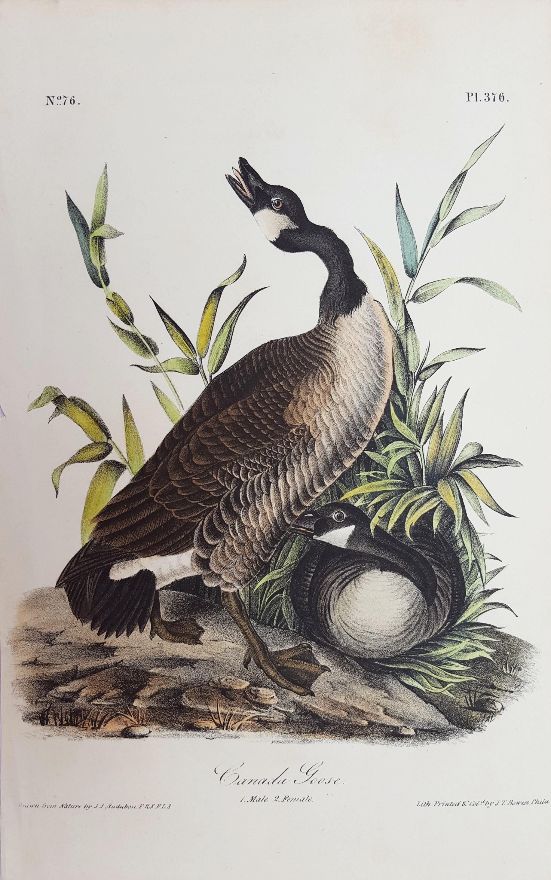 Canada Goose - Print by John James Audubon