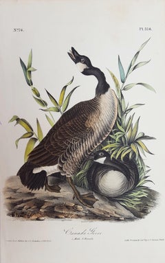 Canada Goose
