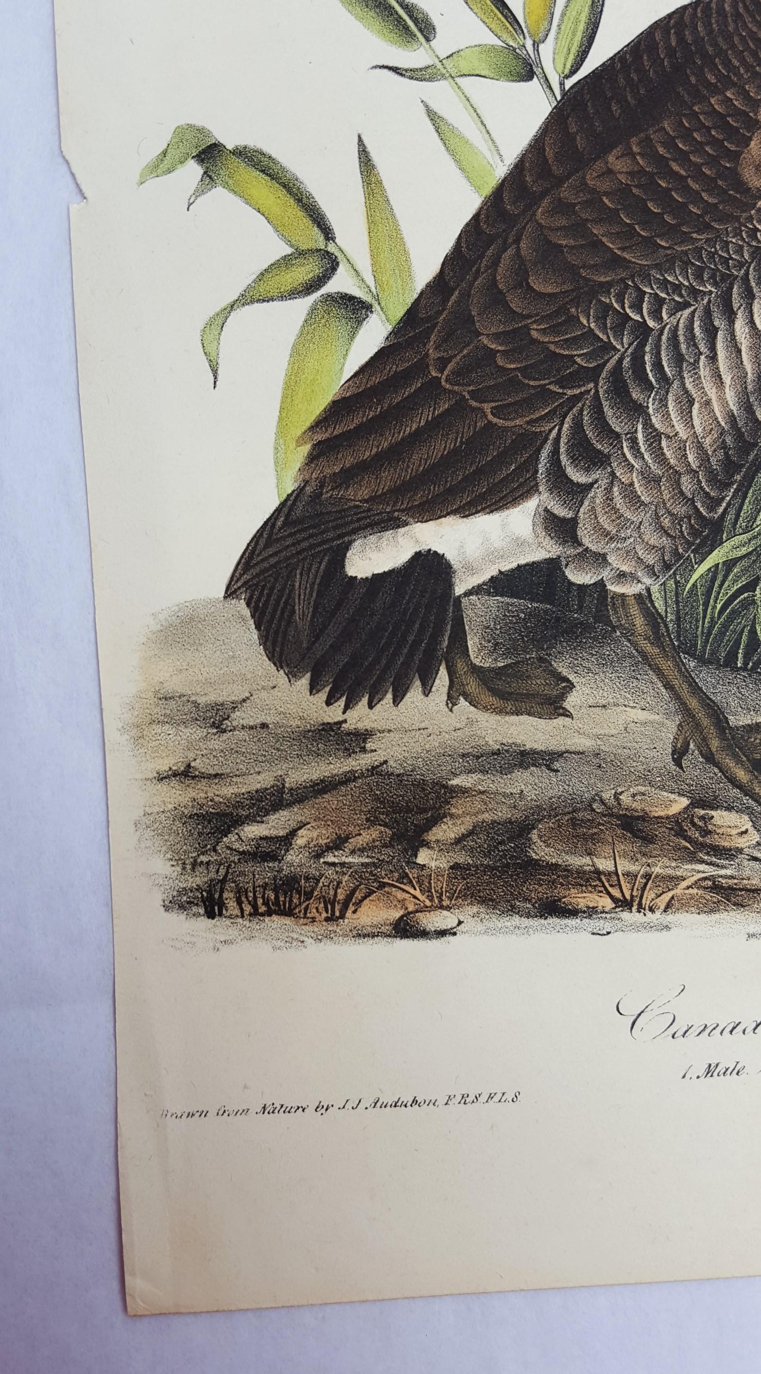 Canada Goose - Victorian Print by John James Audubon