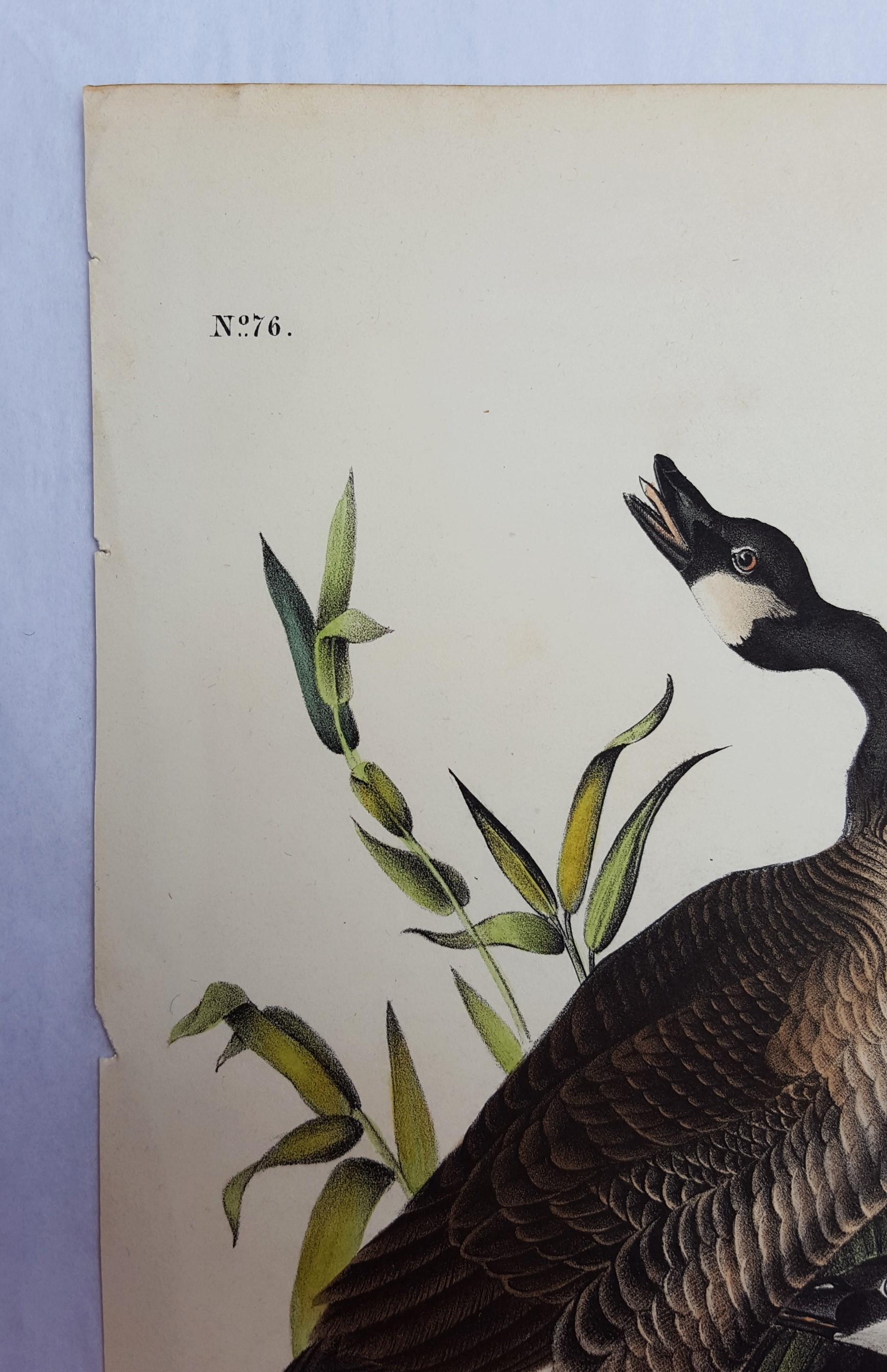 Canada Goose - Gray Animal Print by John James Audubon