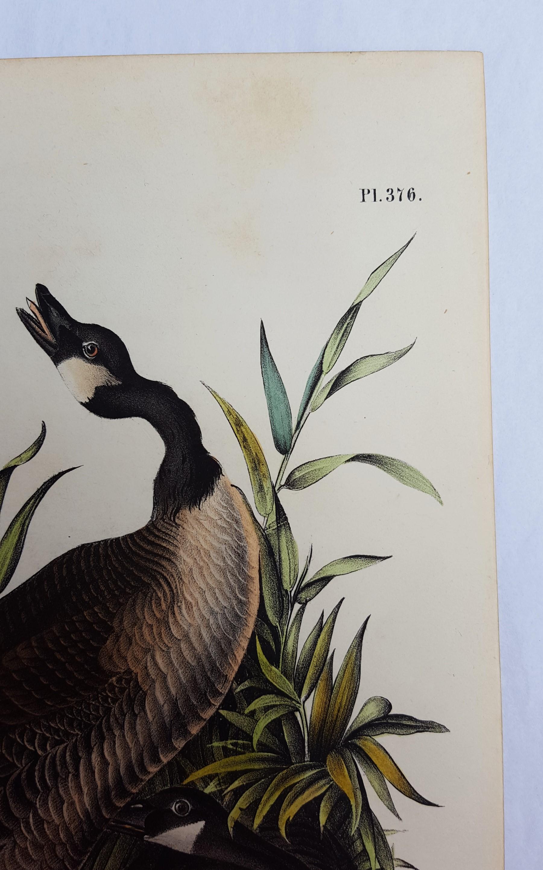 An original hand-colored lithograph on wove paper by American artist John James Audubon (1785-1851) titled 