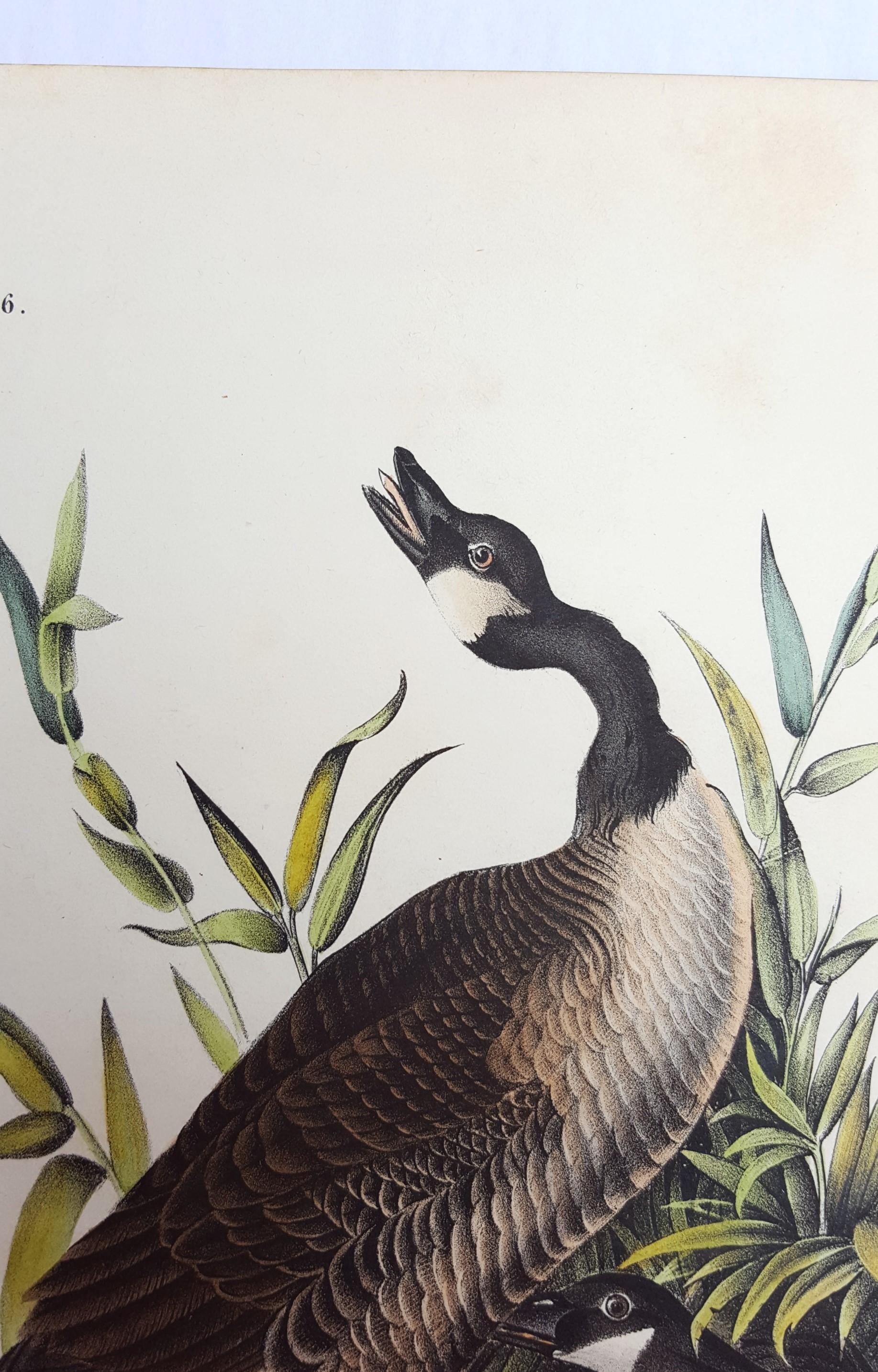 Canada Goose 2