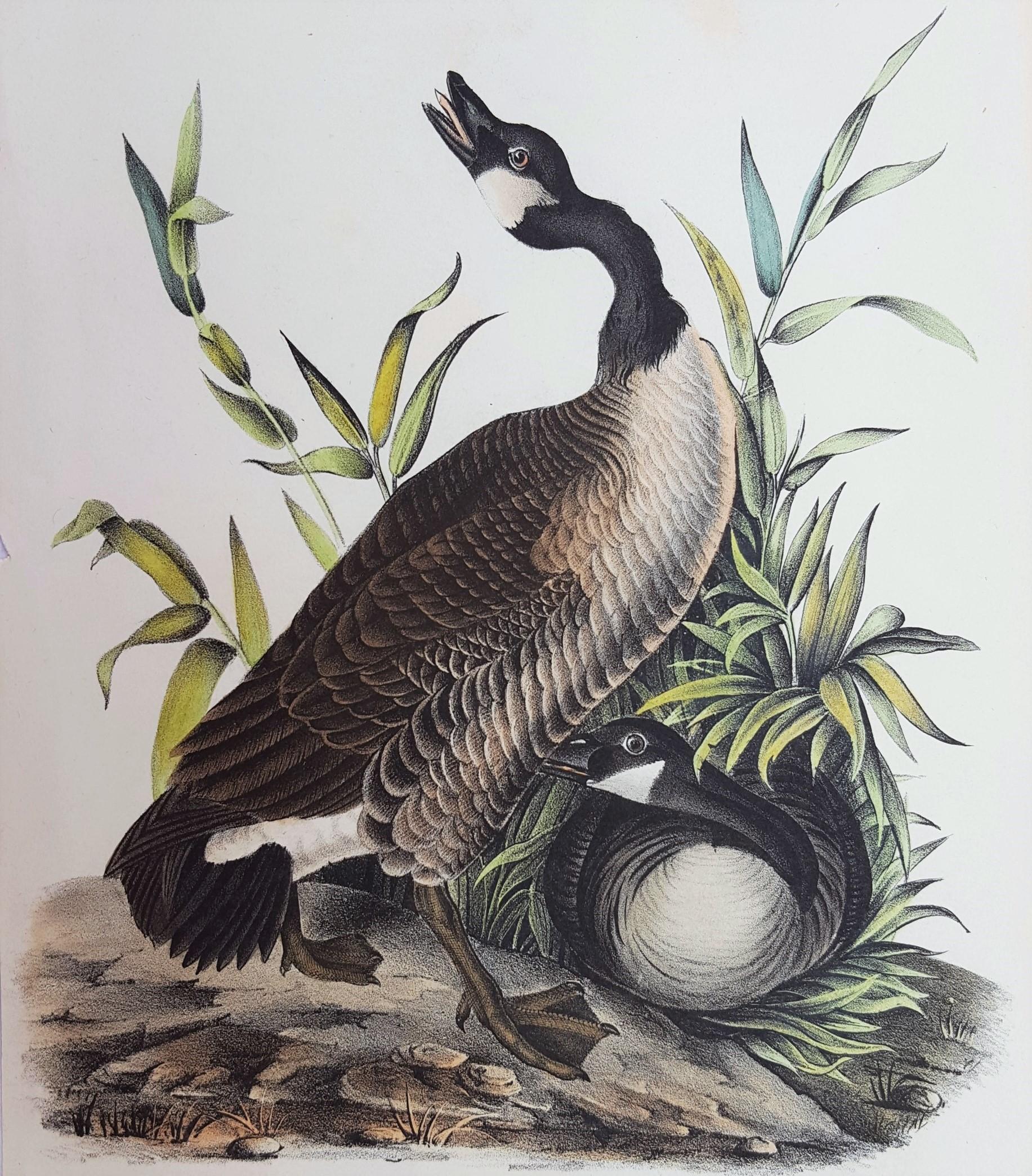 John James Audubon Animal Print - Canada Goose