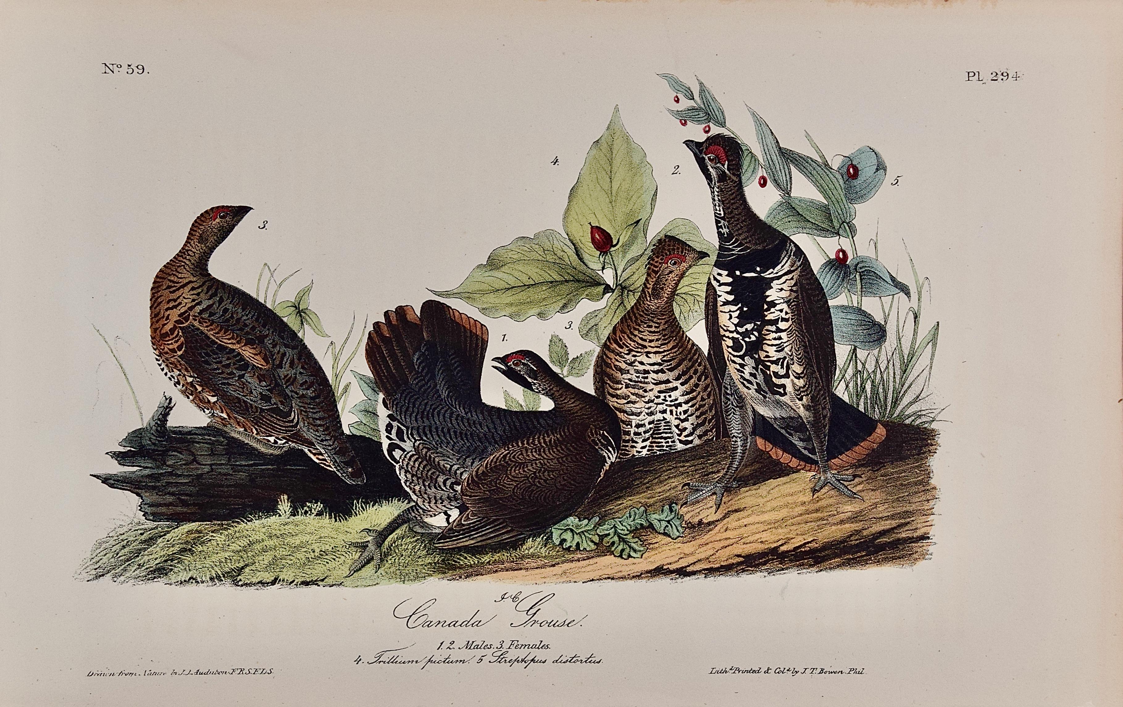 Animal Print John James Audubon - Canada Grouse : An Original 19th C. Audubon 1st Ed. Lithographie d'oiseau colorée à la main