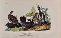 Canada Grouse : An Original 19th C. Audubon 1st Ed. Lithographie d'oiseau colorée à la main