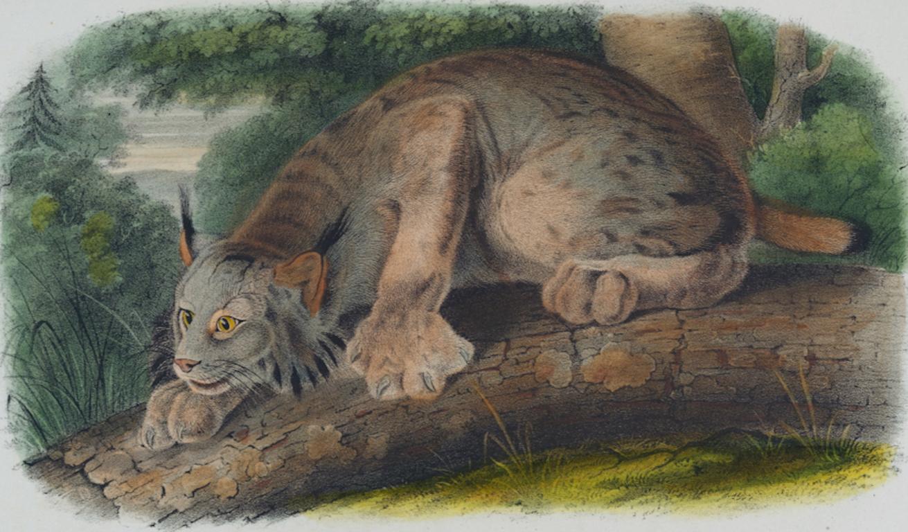 Lince del Canada: Una litografia originale del XIX secolo colorata a mano di John J. Audubon - Print di John James Audubon