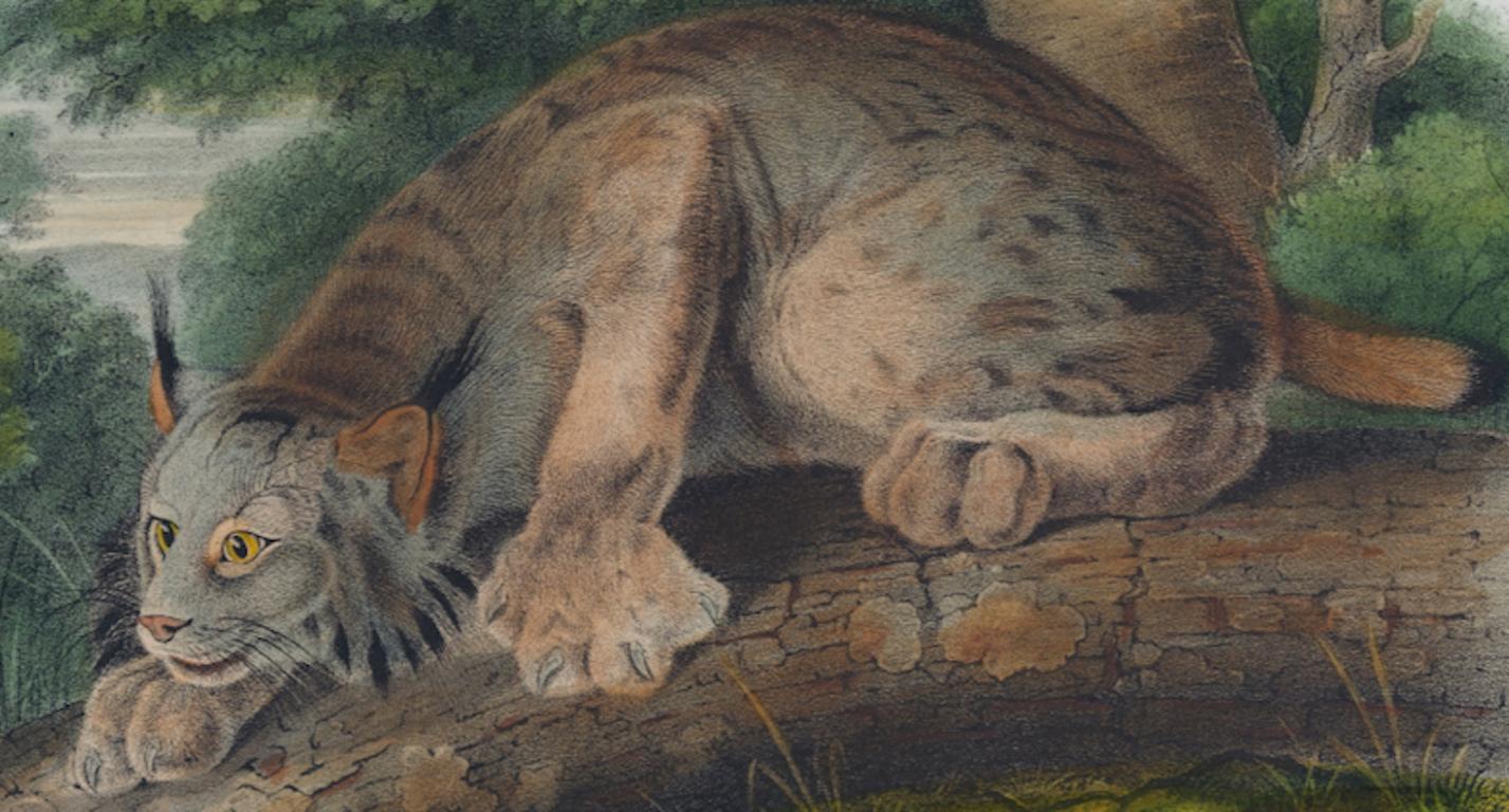 Lince del Canada: Una litografia originale del XIX secolo colorata a mano di John J. Audubon - Print Naturalismo di John James Audubon